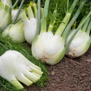 Fenouil Doux de Florence